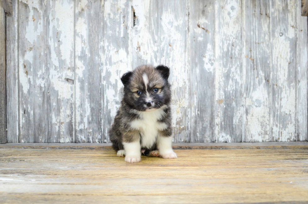 Pomsky Pup Being Cute