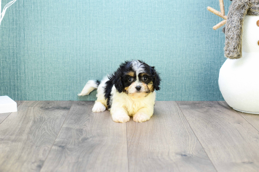 Cavachon Pup Being Cute