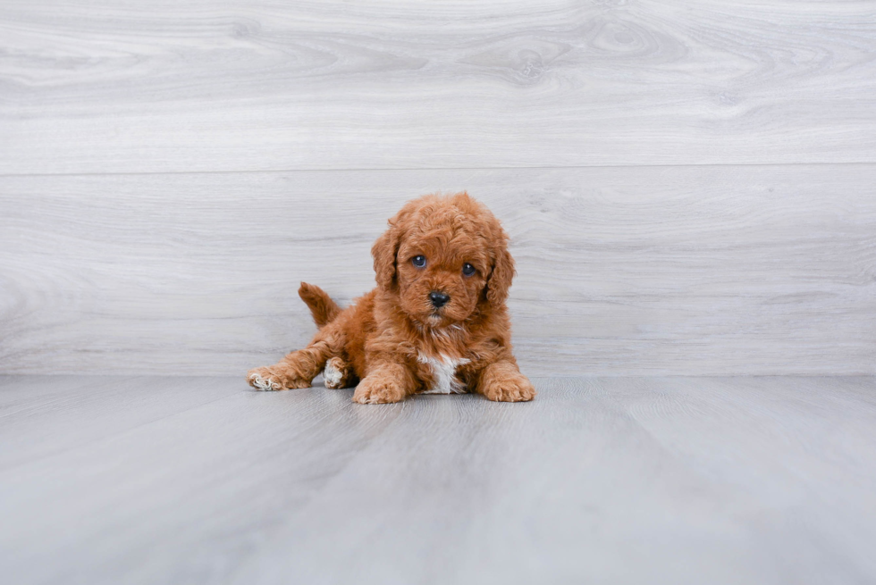 Little Cavoodle Poodle Mix Puppy