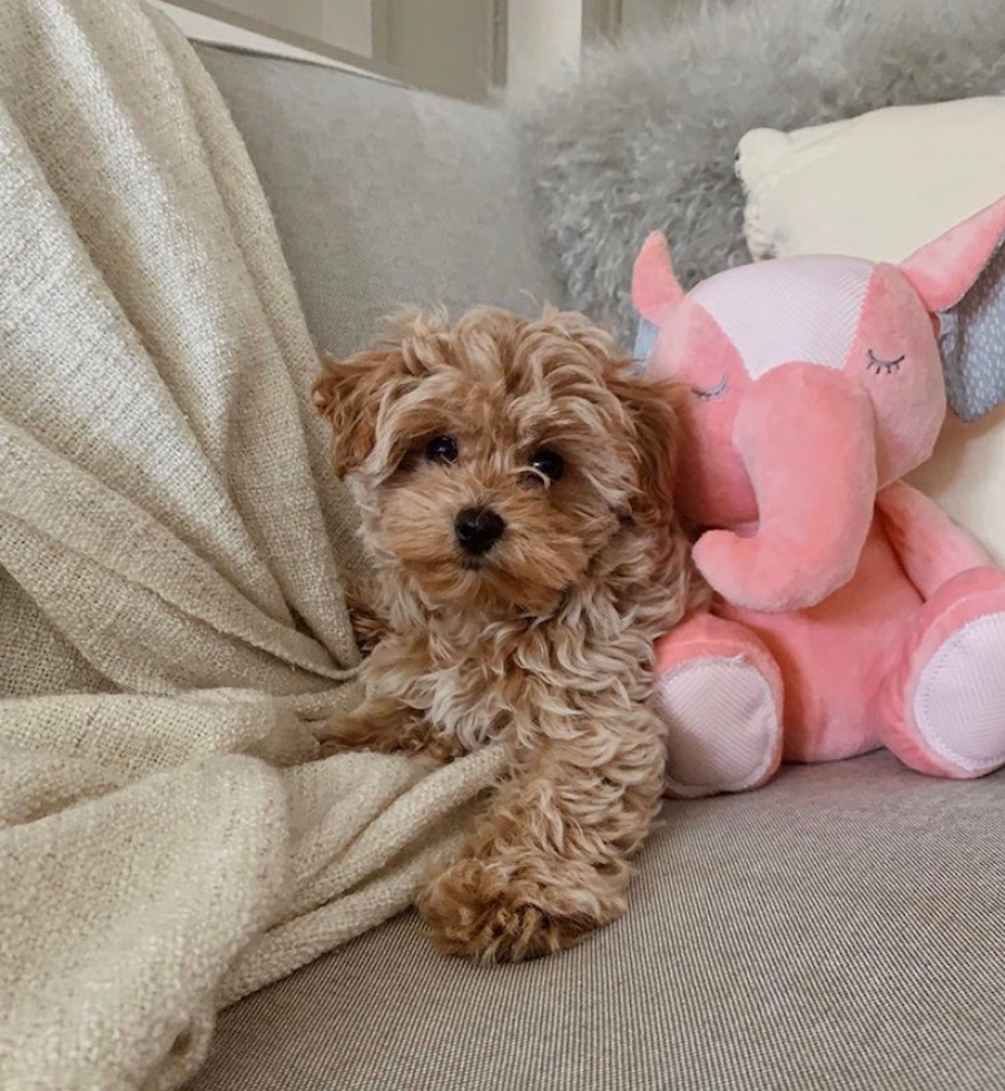 Maltipoo Being Cute