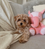 Maltipoo Being Cute