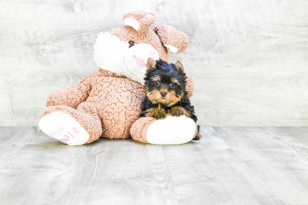 Meet Becca - our Yorkshire Terrier Puppy Photo 