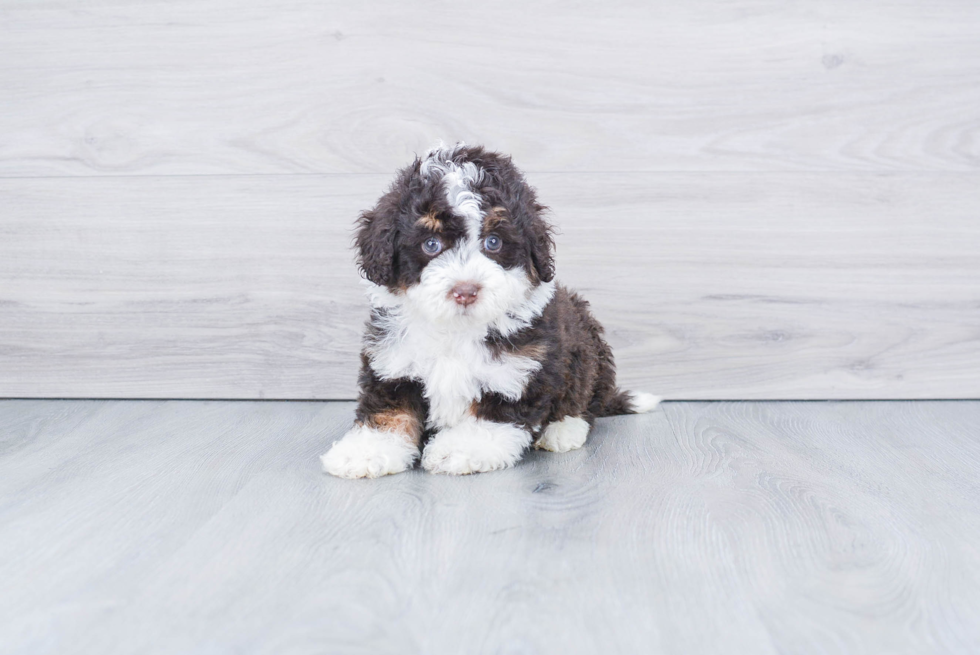 Mini Bernedoodle Puppy for Adoption