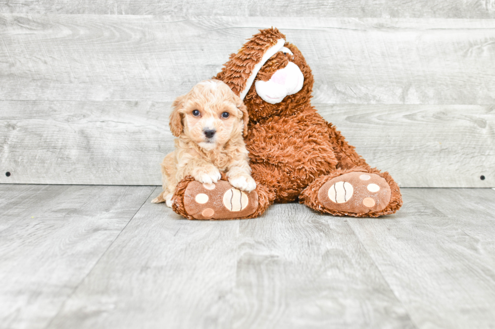 Petite Mini Goldendoodle Poodle Mix Pup