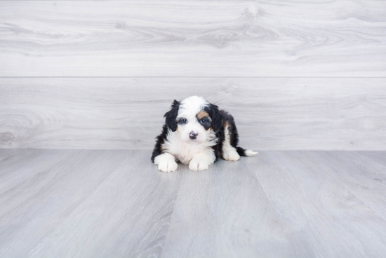 Little Bernadoodle Poodle Mix Puppy