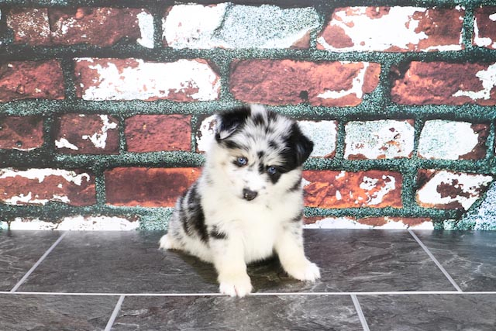 Energetic Mini Husky Designer Puppy