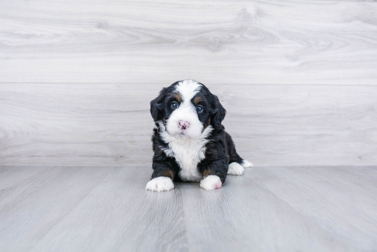 Mini Bernedoodle Pup Being Cute