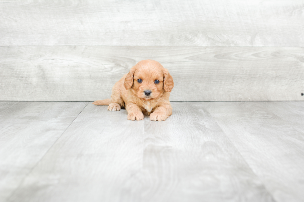 Cavapoo Puppy for Adoption