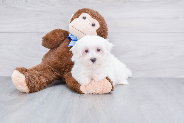 Playful Maltese Purebred Pup