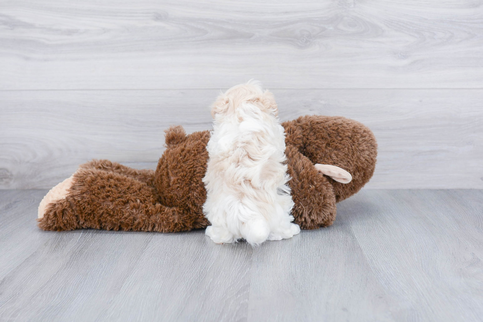 Little Maltepoo Poodle Mix Puppy