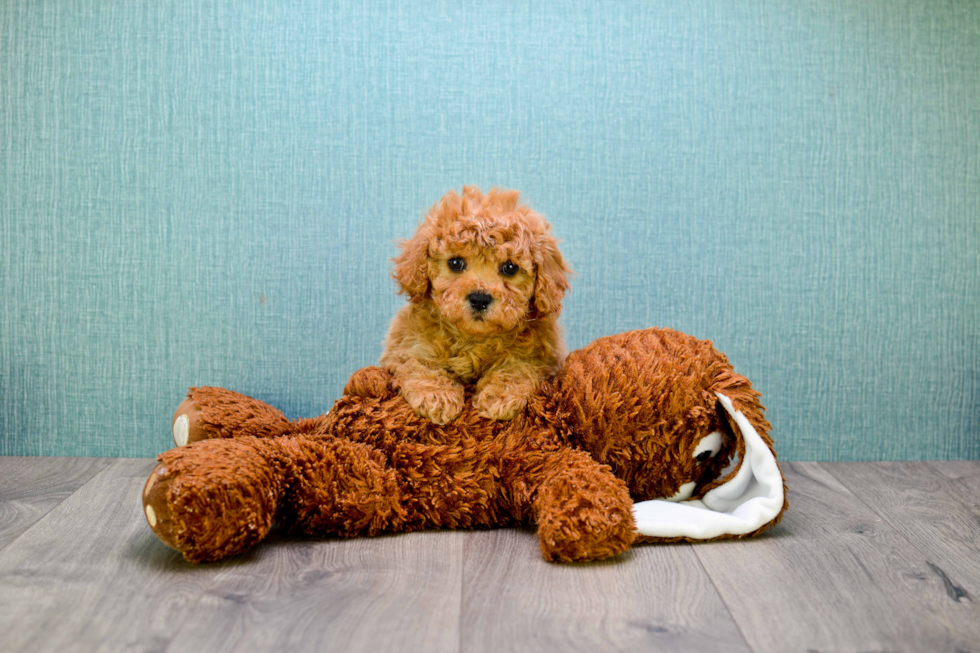 Energetic Cavoodle Poodle Mix Puppy