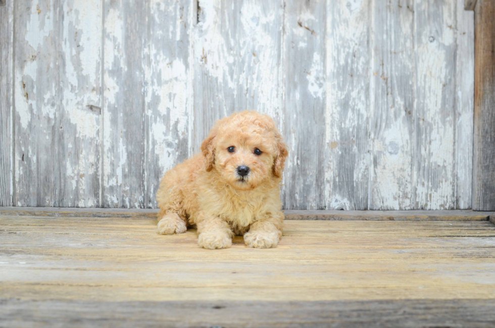 Small Mini Goldendoodle Baby