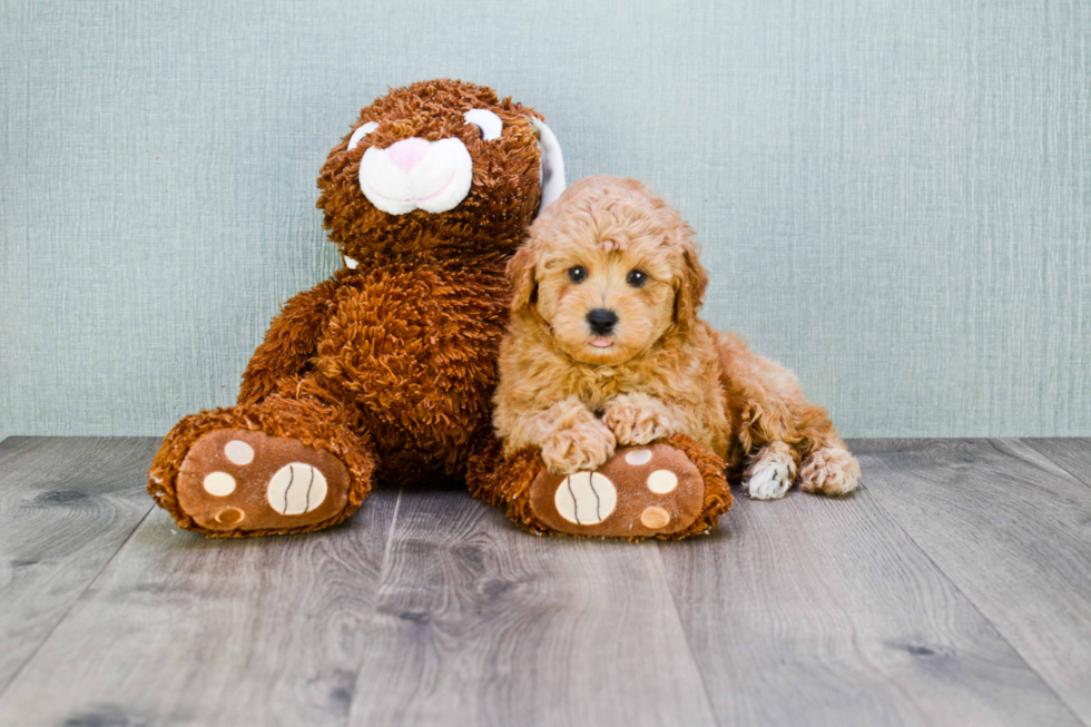 Adorable Cavoodle Poodle Mix Puppy