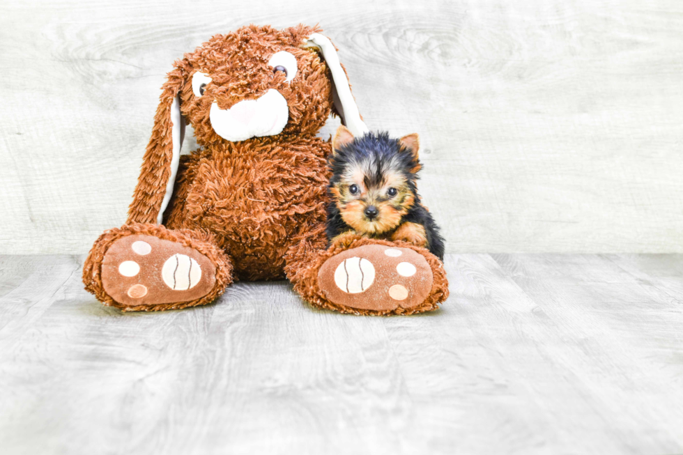 Meet Giselle - our Yorkshire Terrier Puppy Photo 