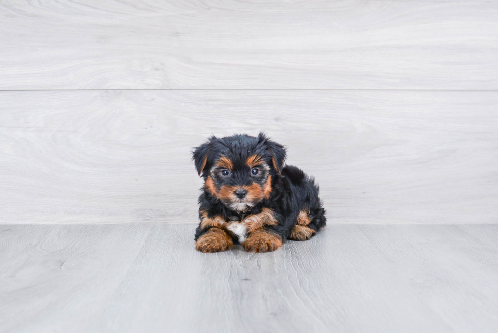 Meet Rebecca - our Yorkshire Terrier Puppy Photo 