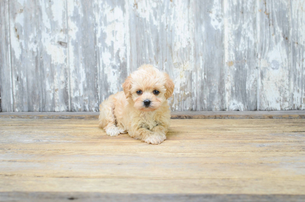 Small Maltipoo Baby