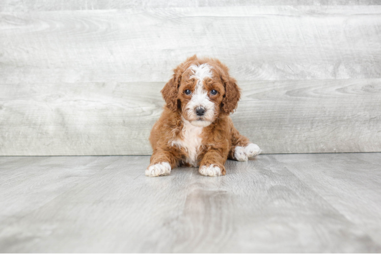 Happy Mini Goldendoodle Baby