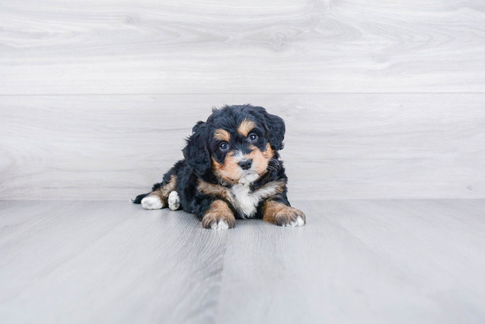 Little Bernadoodle Poodle Mix Puppy