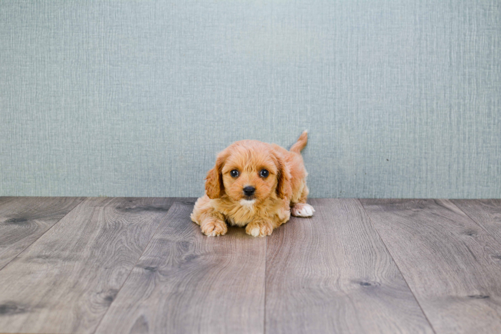 Cavapoo Pup Being Cute