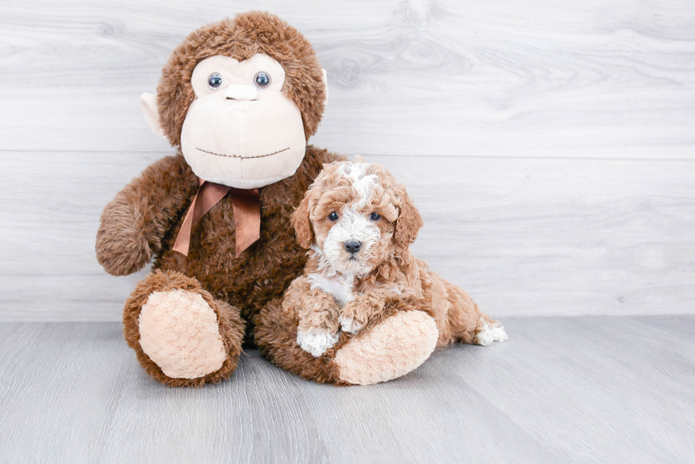 Friendly Cavapoo Baby