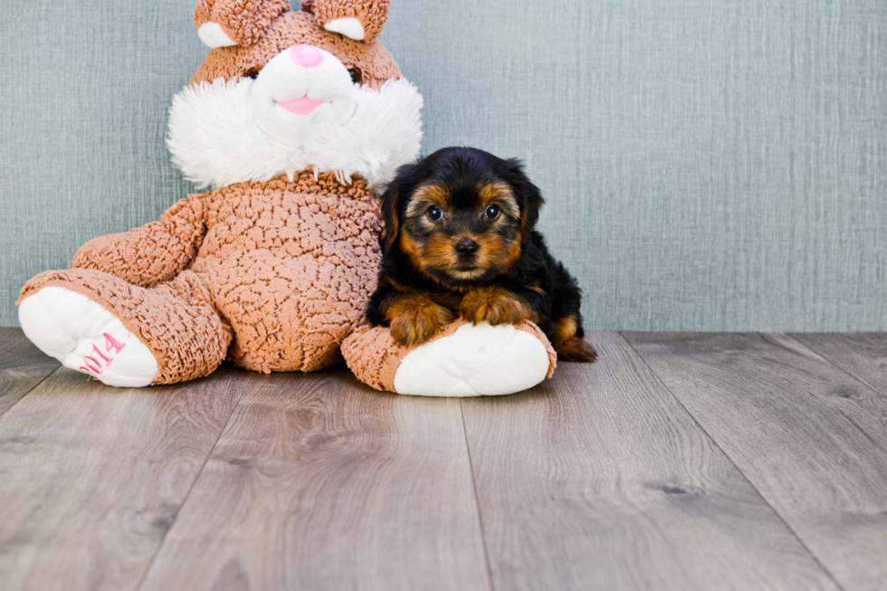 Meet Snickers - our Yorkshire Terrier Puppy Photo 