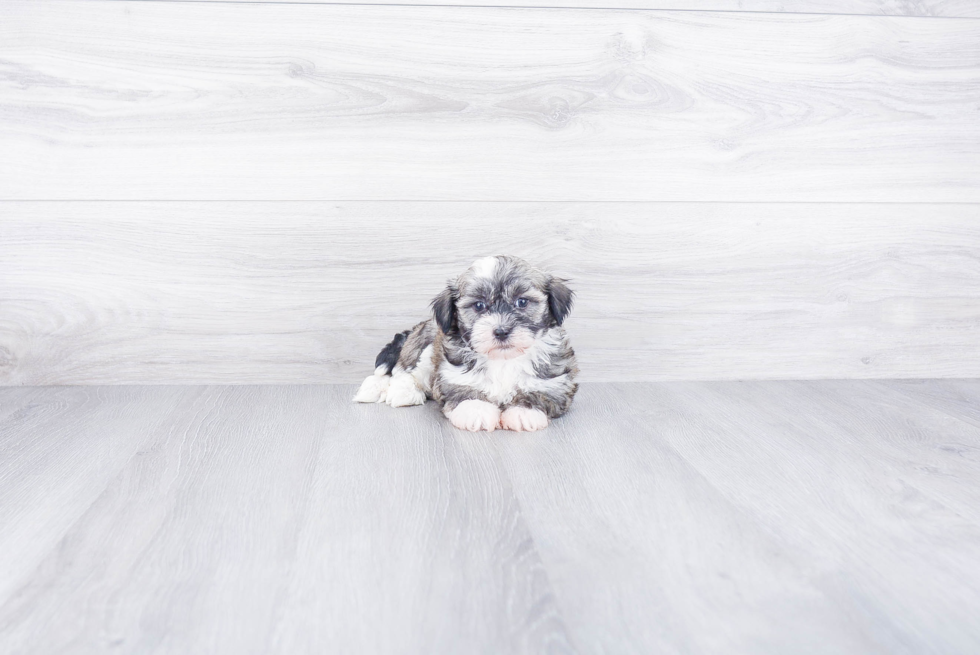 Best Havanese Baby
