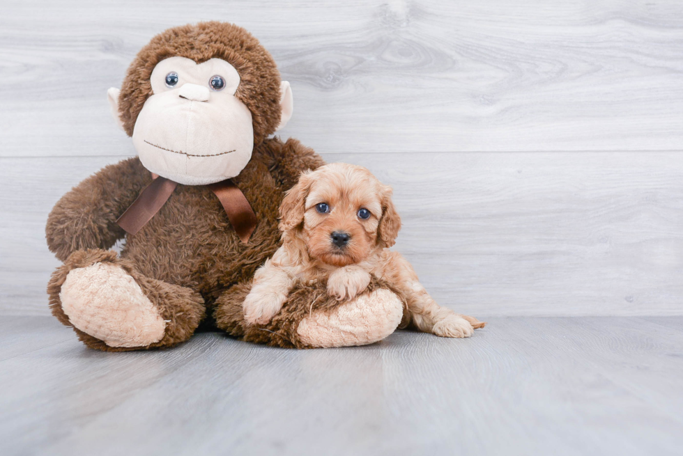 Cavapoo Pup Being Cute