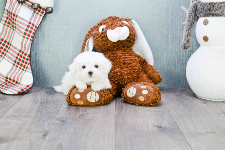 Adorable Maltese Purebred Puppy