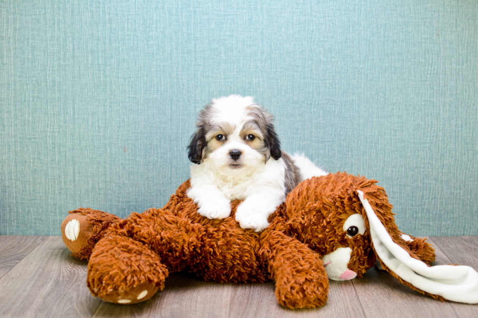 Cute Teddy Bear Baby