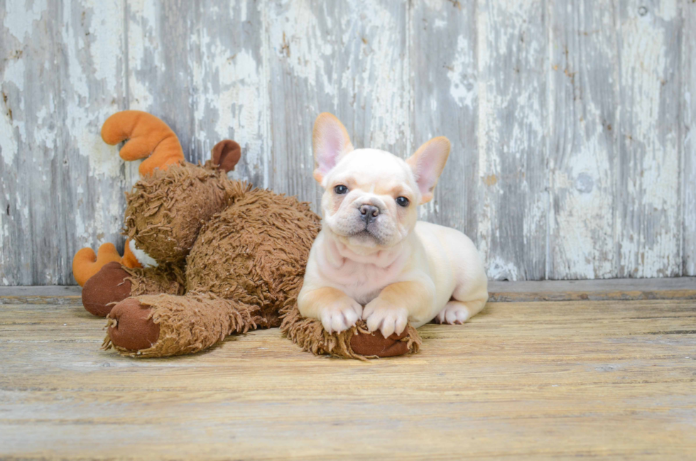 Best French Bulldog Baby