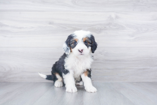 Mini Bernedoodle Pup Being Cute