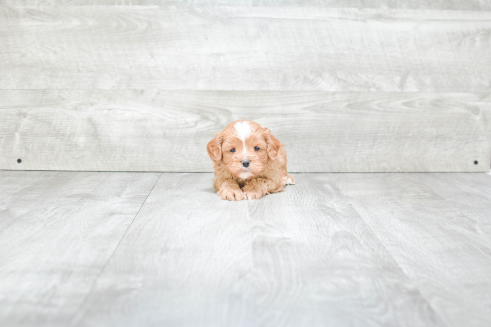 Small Cavapoo Baby