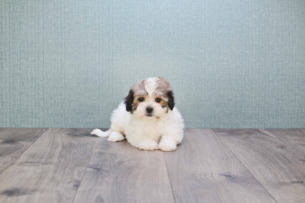 Teddy Bear Pup Being Cute