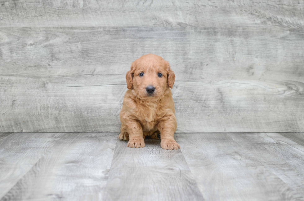 Little Golden Retriever Poodle Mix Puppy