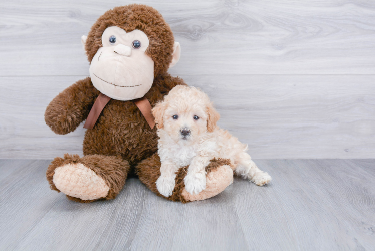 Hypoallergenic Maltepoo Poodle Mix Puppy