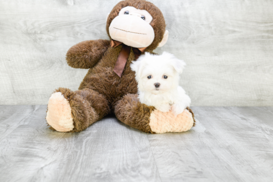 Fluffy Maltese Purebred Puppy