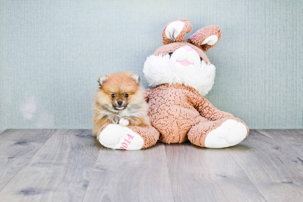 Pomeranian Pup Being Cute