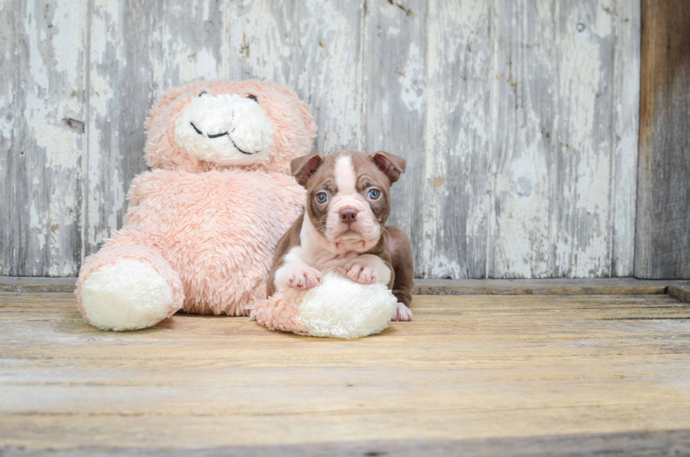 Boston Terrier Pup Being Cute