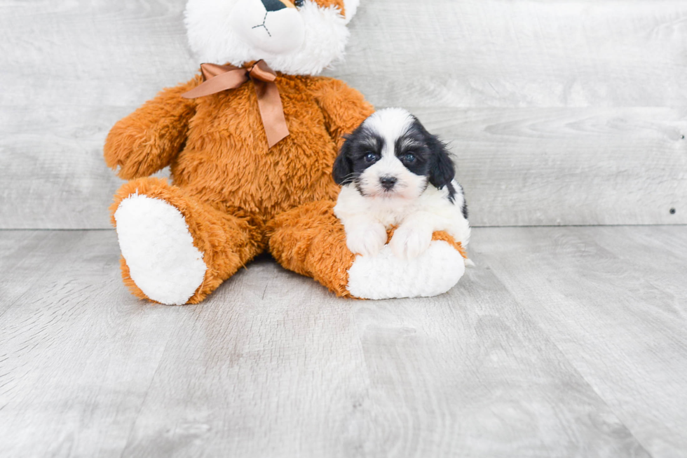 Best Havanese Baby