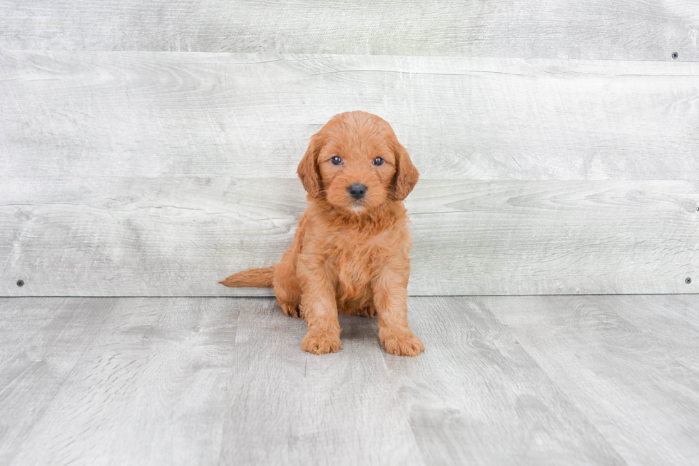 Best Mini Goldendoodle Baby