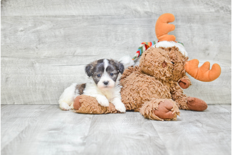 Energetic Shichon Designer Puppy