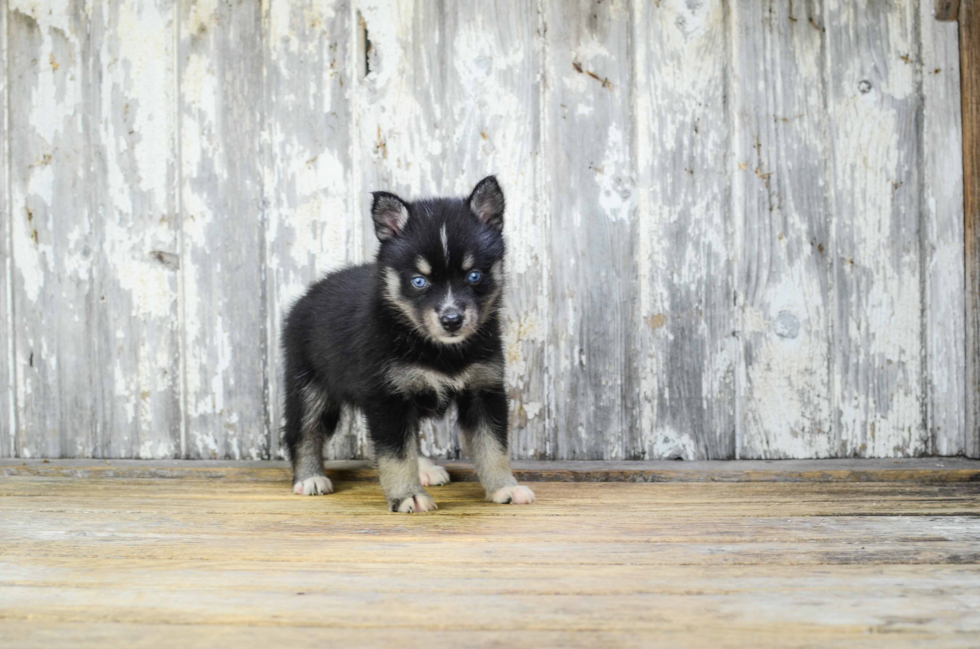 Friendly Pomsky Baby