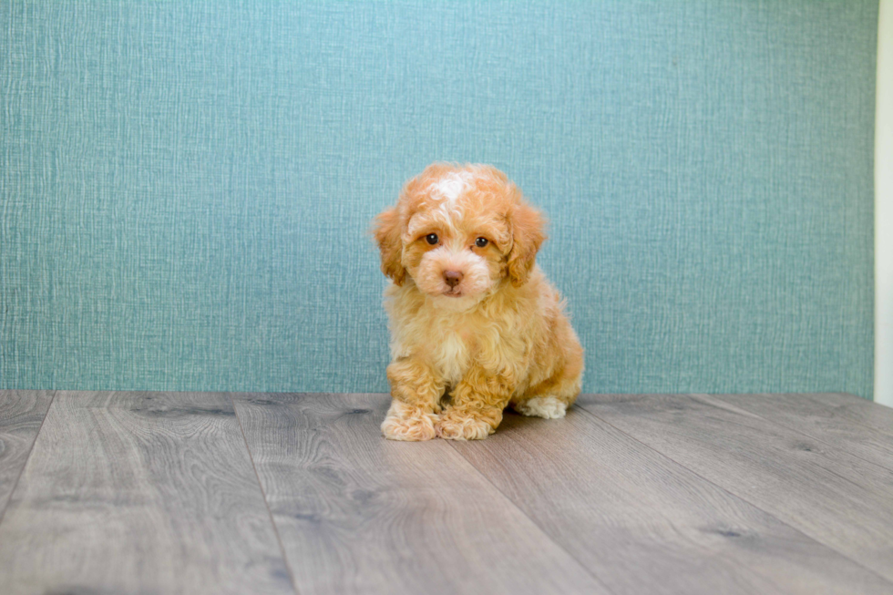 Happy Cavapoo Baby