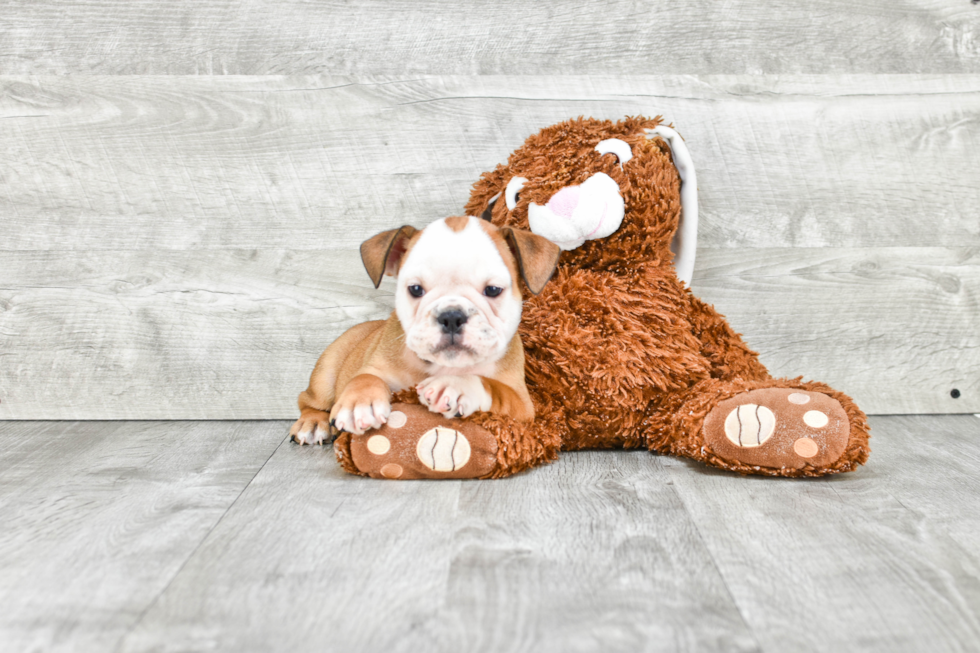 English Bulldog Pup Being Cute