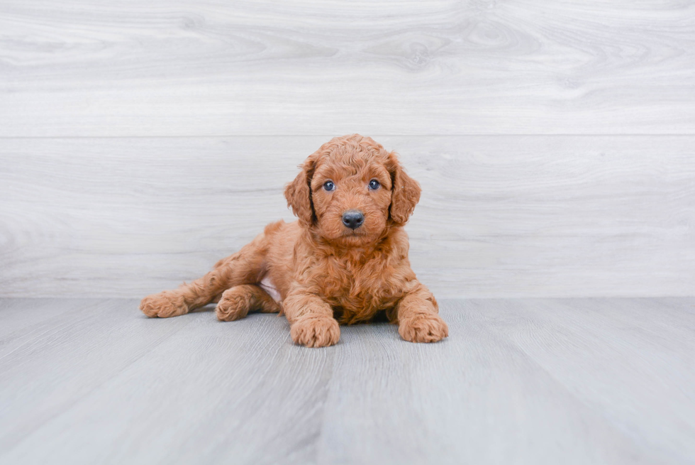 Little Golden Retriever Poodle Mix Puppy