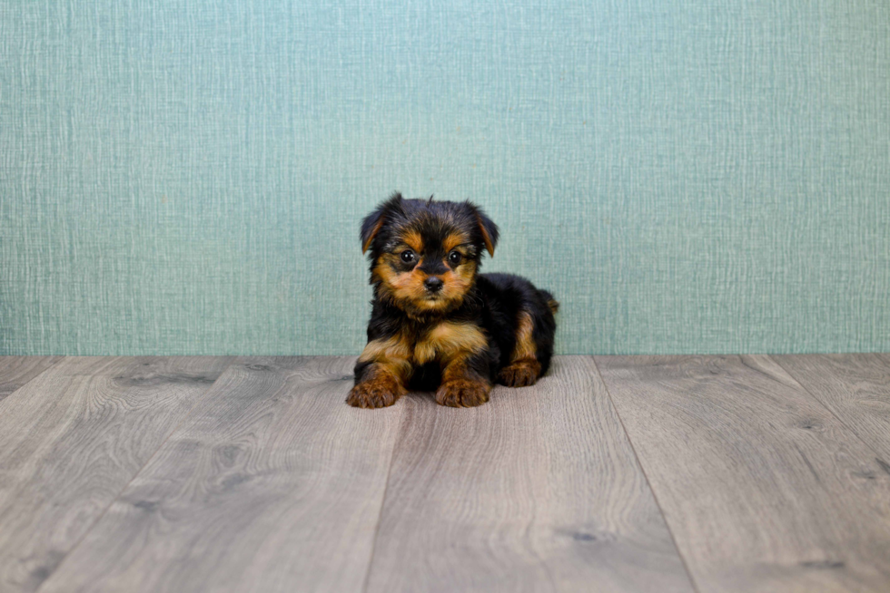 Meet Izzie - our Yorkshire Terrier Puppy Photo 