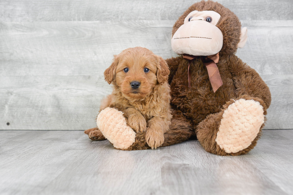 Best Mini Goldendoodle Baby