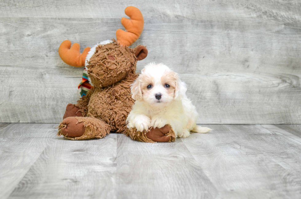 Cavachon Puppy for Adoption