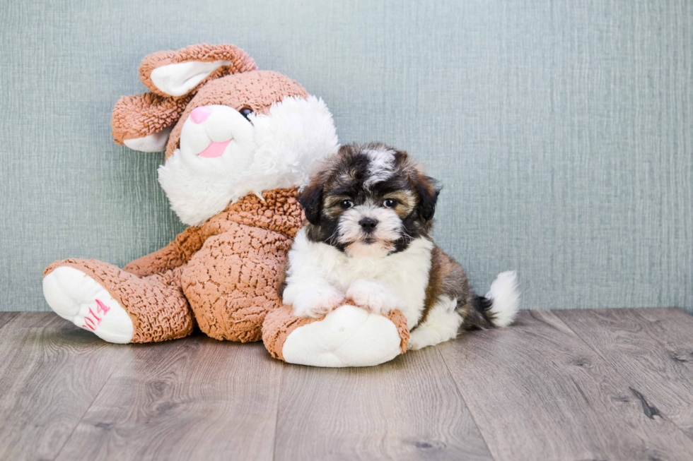 Teddy Bear Puppy for Adoption