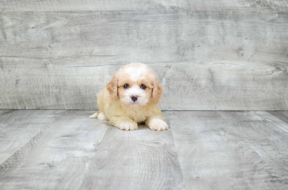 Funny Cavachon Designer Pup